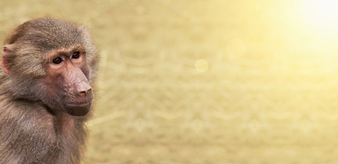Monkey website banner - zoo concept
