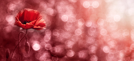 Website banner of a beautiful red poppy flower