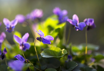 Violet flowers in spring