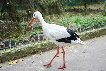 Beautiful white stork walking on the zoo