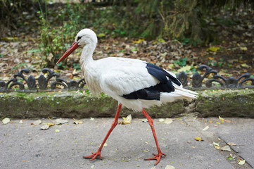 Beautiful white stork walking on the zoo