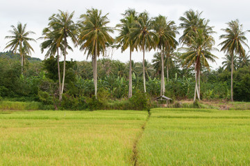 Obraz premium Rice field in Koh Yao Noi , Phang Nga, THAILAND.
