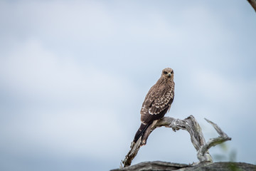 Yellow-billed kite sitting on a branch.