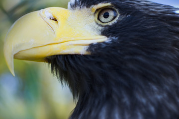 Adler Portrait