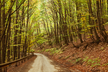 Road in the autumnal forest.