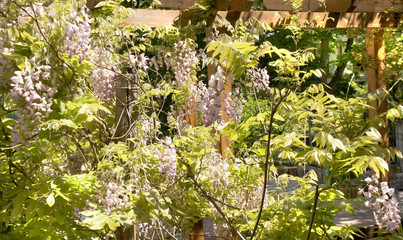 Pink wistaria flowers