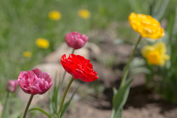 Obraz premium flowers in the spring