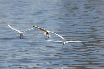 Three seagulls in flight