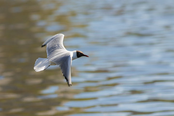 seagull in flight