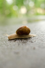 Close up of one snail 