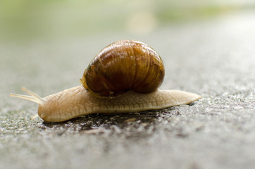 Close up of one snail 