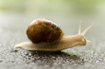 Close up of one snail 