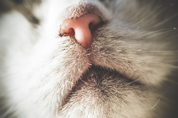 cat-nose