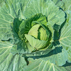 Cabbage