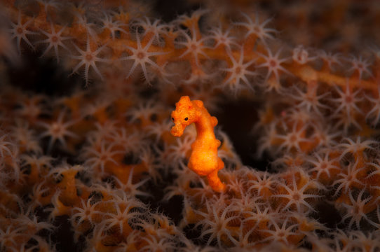 Pygmy Seahorse