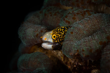 Juvenile clouded Moray eel (Muraenidae: Echidna nebulosa) peaks out of hole, Lembeh Straits, North Sulawesi, Indonesia