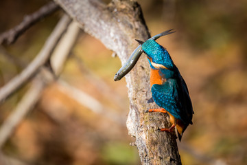 kingfisher eating beautiful color in blue and brown