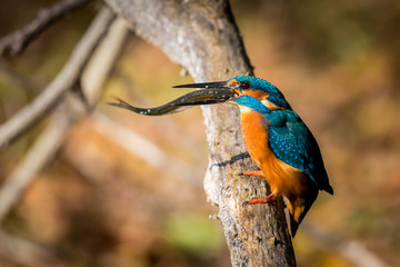 kingfisher eating beautiful color in blue and brown