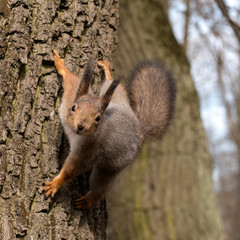 Squirrel in a tree looking curiously. Close-up.