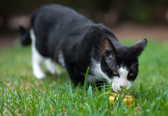 Portrait of stray feral cat with milk.