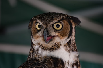Yellow eyed Owl