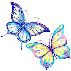 butterfly,watercolor, isolated on a white 
