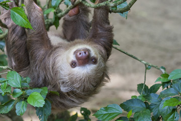 Two toed sloth hanging in tree © Patricia
