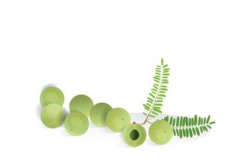 indian gooseberry  with leaves for object or background . food and medicine product 