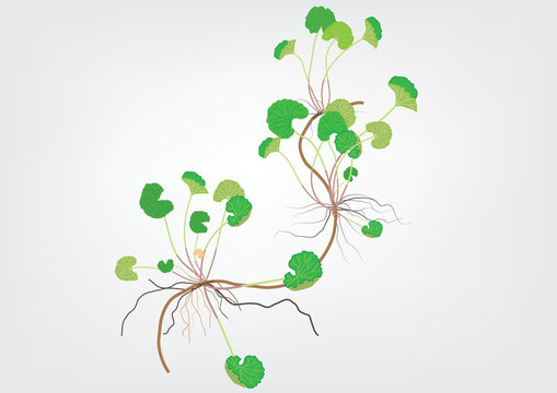 Gotu  kola herb plant  isolated picture  for object or background