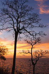 Tree branches silhouette by the sea and sky background at sunrise.
