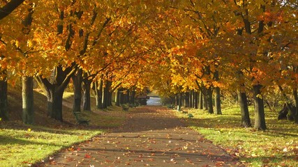 Autumn City Park
