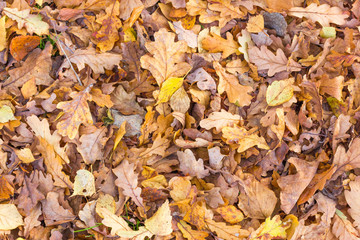 Fallen leaves of oak and birch trees in autumn