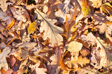 Fallen leaves of oak and birch trees in autumn