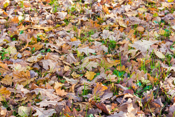 Fallen oak leaves on green grass