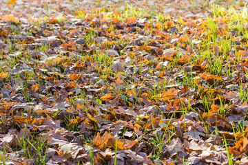 Fallen oak leaves on green grass