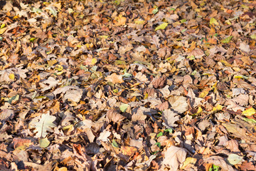 Fallen leaves of oak and birch trees in autumn