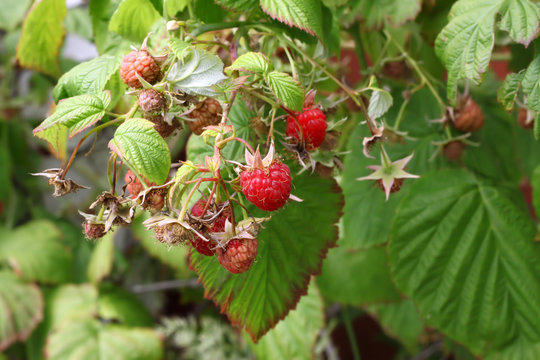 Branch of raspberries in a summer garden