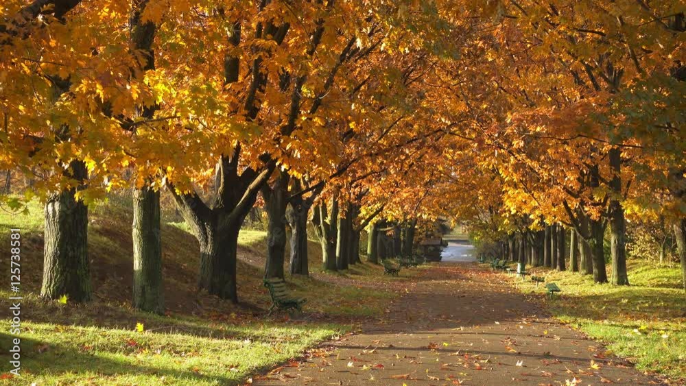 Wall mural bench in autumn park. autumn landscape