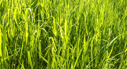 Close up on fresh green grass texture background.