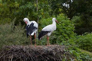 Storchenpaar mit Nest
