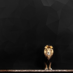Portrait of a Beautiful lion, lion in dark
