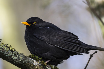 Amsel (Turdus merula)