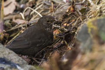 Amsel (Turdus merula)
