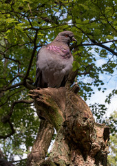 Dove sitting on the trunk of the ruined tree.