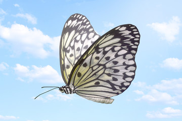 Exotischer Schmetterling in den Himmel fliegend 
