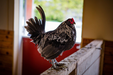 Heratage Rooster
