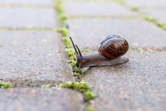 Snail crawling on a cloudy day.