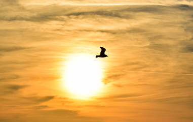Fototapeta na wymiar Sun between clouds and a seagull flying, silhouette. 