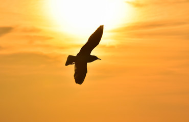 Sun between clouds and a seagull flying, silhouette. 