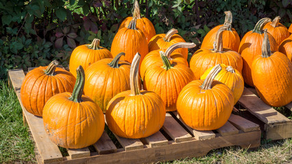 Pumpkins on display on a pallet at the farm